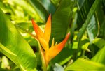 Enjoy tropical flowers from your private garden